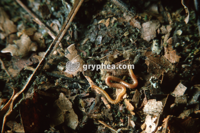 Géophile (myriapode) - gryphea.com